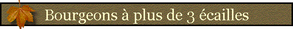Bourgeons  plus de 3 cailles