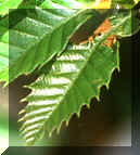 detail d'une feuille de l'arbre1