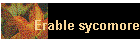 Erable sycomore