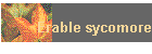Erable sycomore