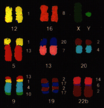 hybrid_comp.JPG (37385 octets)