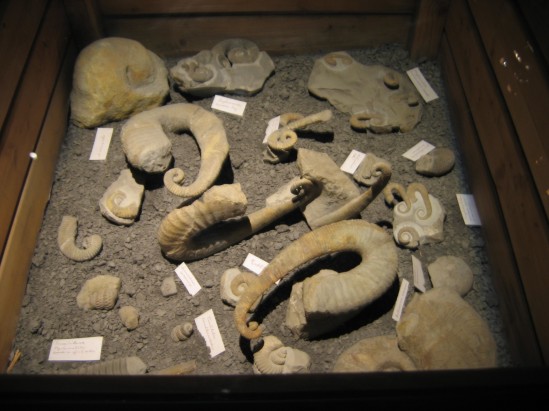 Ammonites htromorphes