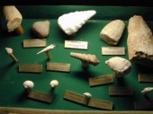 Molluques fossiles