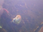 Mollusques actuels