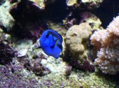 Poissons actuels