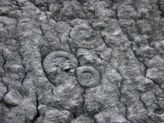 Dalle aux ammonites de Digne