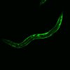 Protéine fluorescente dans un ver nématode (C. elegans)