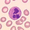 Granulocyte neutrophile.