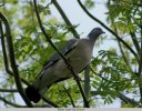 Pigeon ramier - Columba palumbus - 2011_06