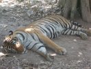 Panthera tigris, Gwen 2013