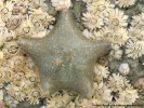 Etoile de mer (Asterina gibbosa)