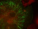 Protéines fluorescentes (en vert et rouge) dans des cellules de hamster en (...)