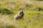 Marmotte (AM Michaud -ME Caspar)