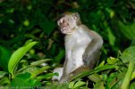 Macaque à longue queue