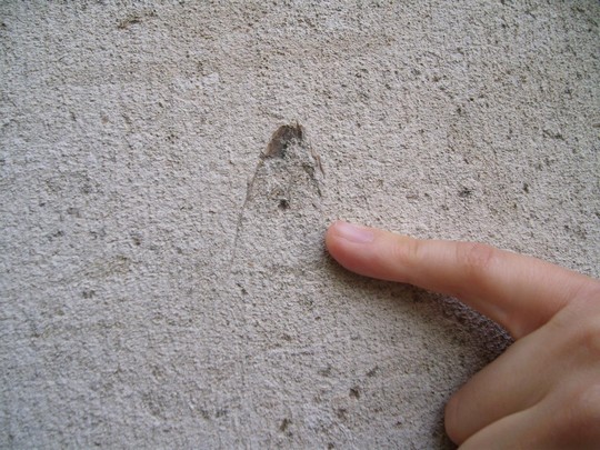 Un fossile sur l'église de Taverny