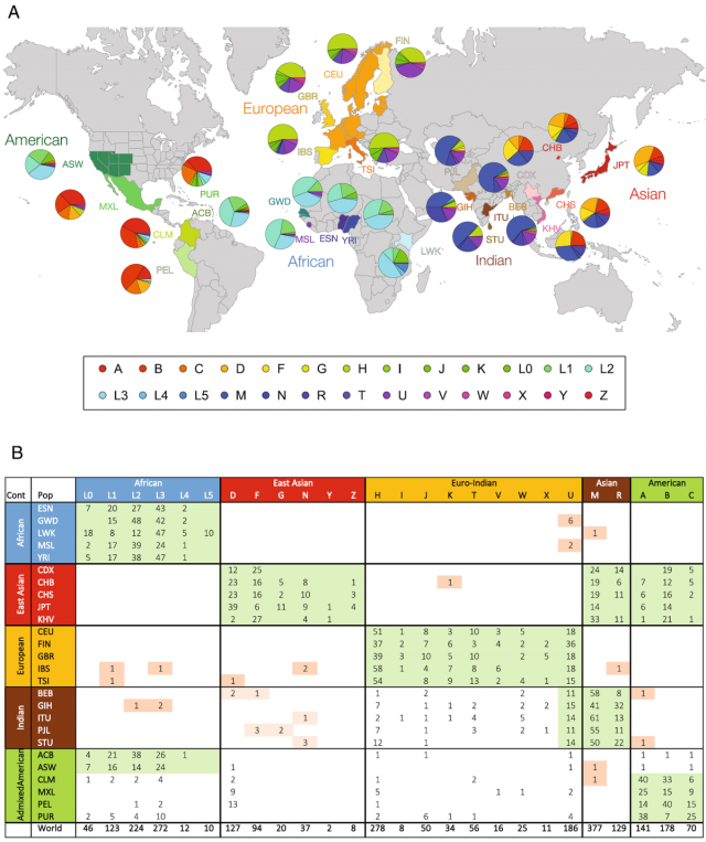 MtDNA haplogroup distribution among 2,054 individuals across 26 populations from the 1000 Genomes Project.png