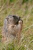 Marmotte (AM Michaud - ME Caspar)
