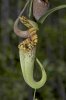 A Bornéo : Nepenthes