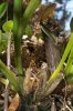 A Bornéo : Nepenthes