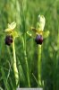 Ophrys sillonné
